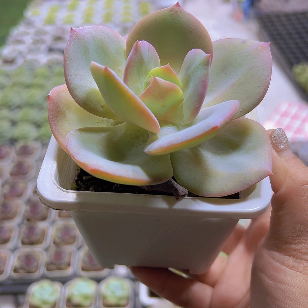 大白凤19包邮多肉植物