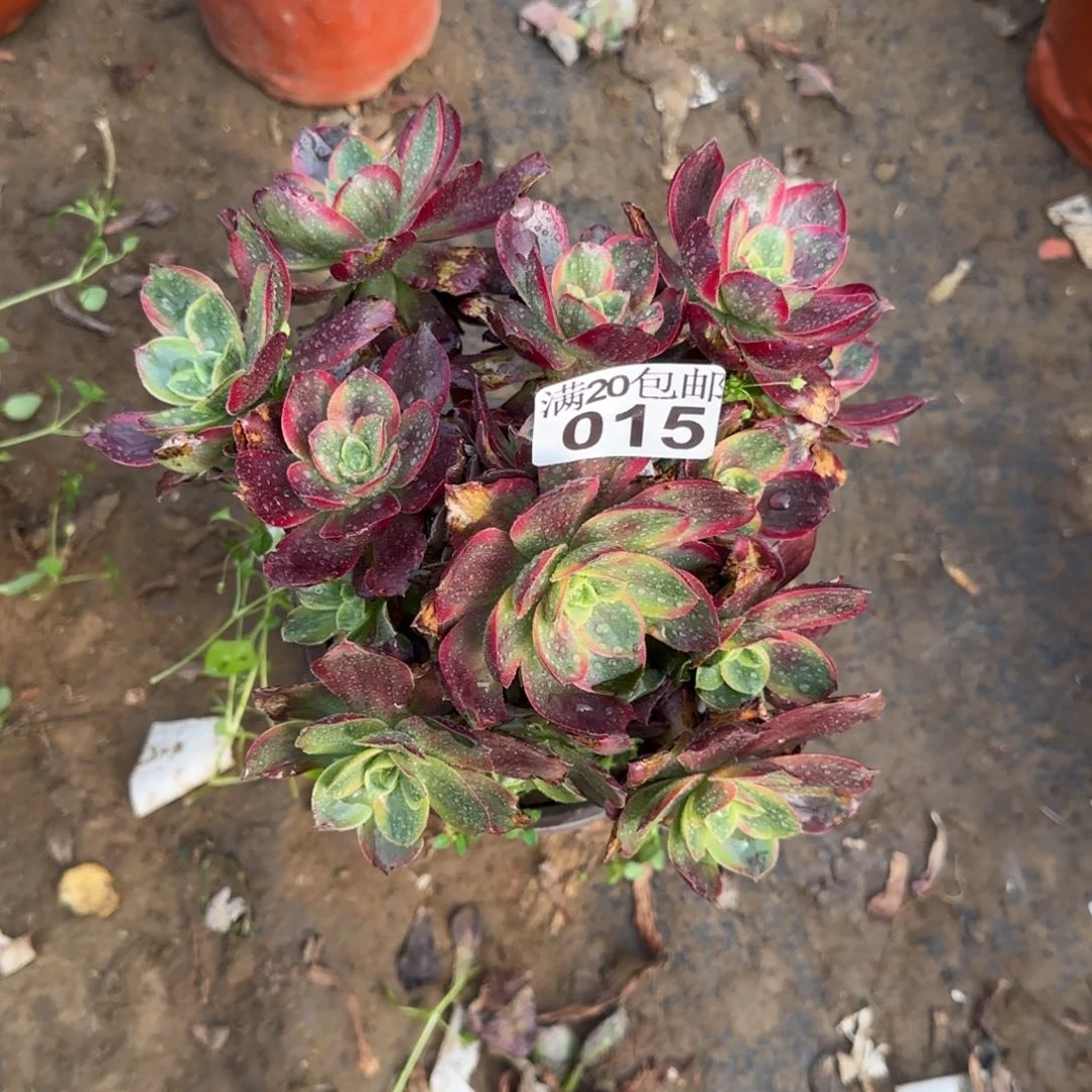 维*纳红豆瑕疵多肉015满20包邮断枝不包