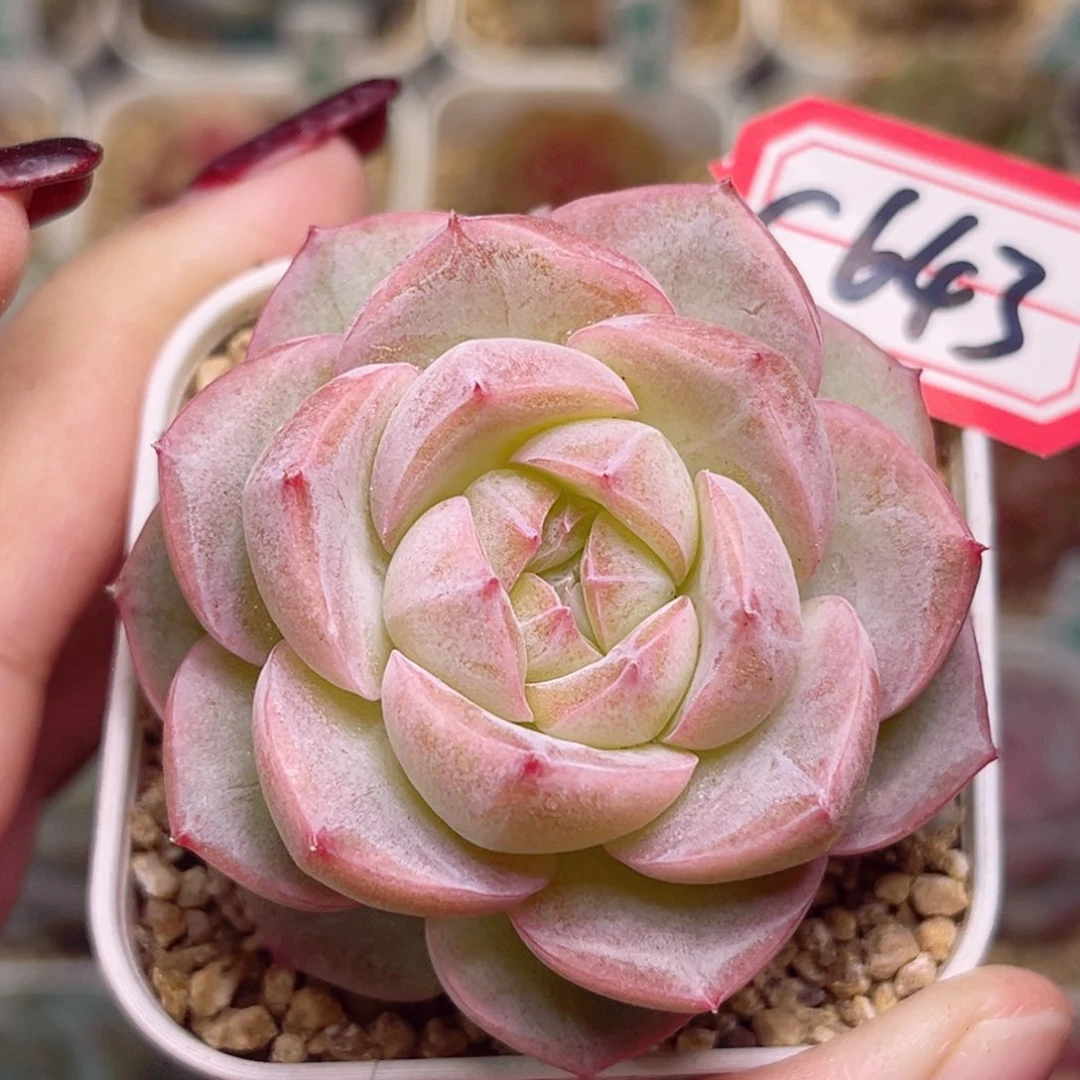 G643一物一拍 白日梦