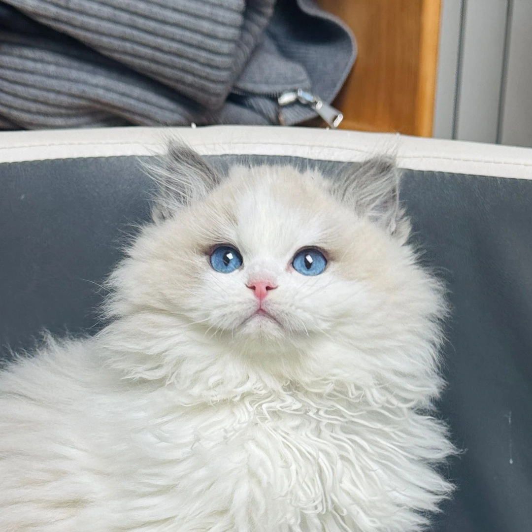 来了姊妹-蓝双布偶猫 弟弟 J25