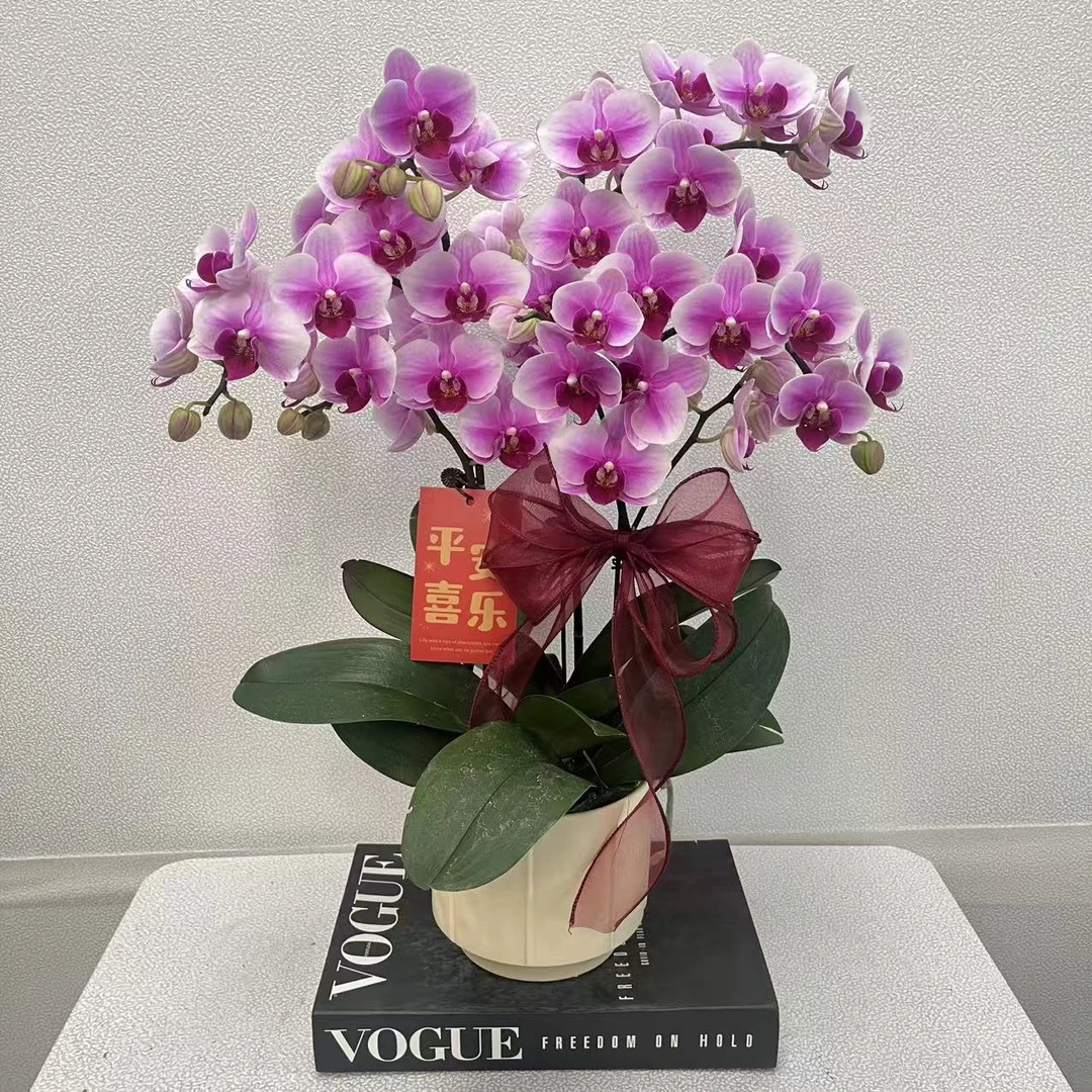 蝴蝶兰《宝贝》粉紫色系 开花劳模 室内高端花卉 新手小白可入