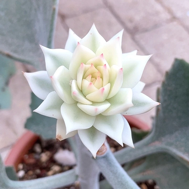 灵魂宽锦可带架木发货