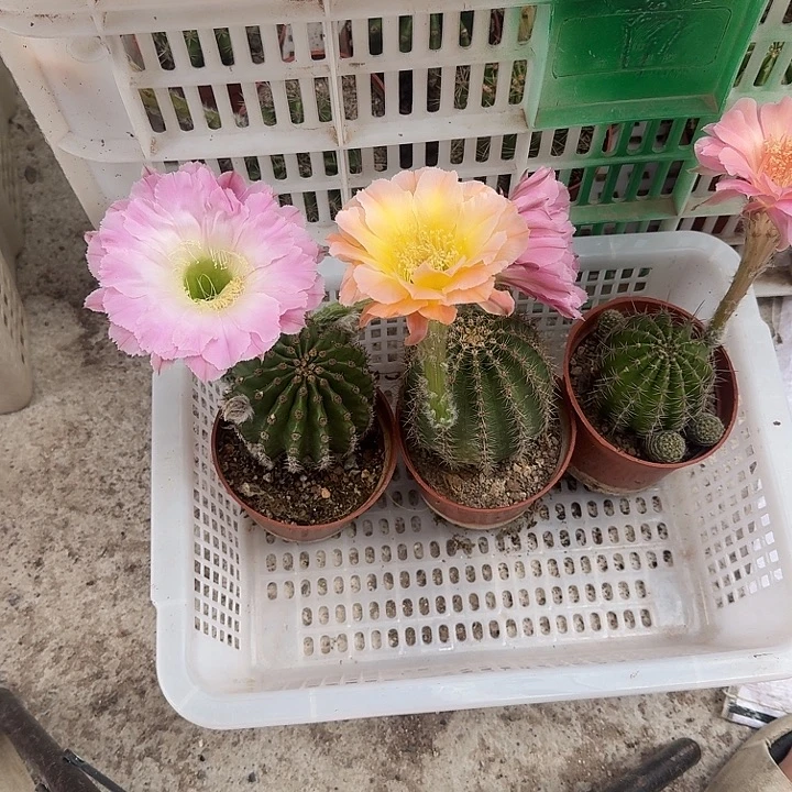 淡***笑无花朵彩草哈哈哈哈哈哈哈