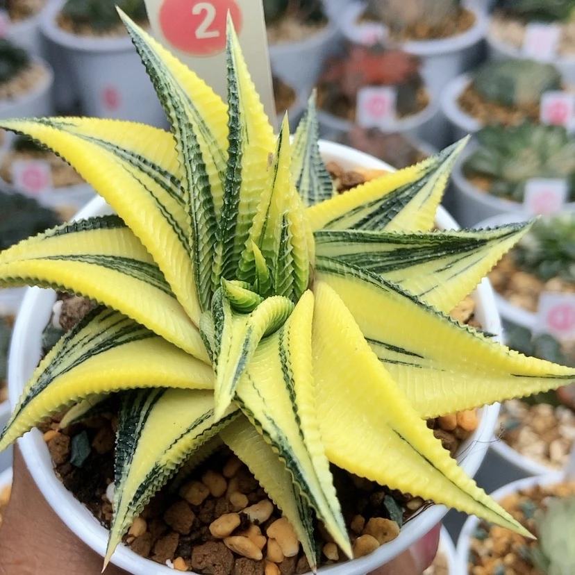 【闪购商品】琉璃殿2