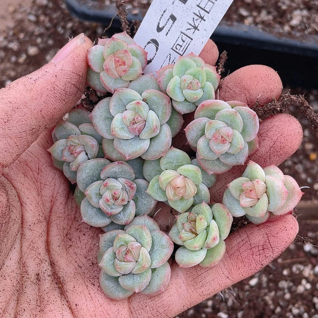 多肉植物多肉植物450
