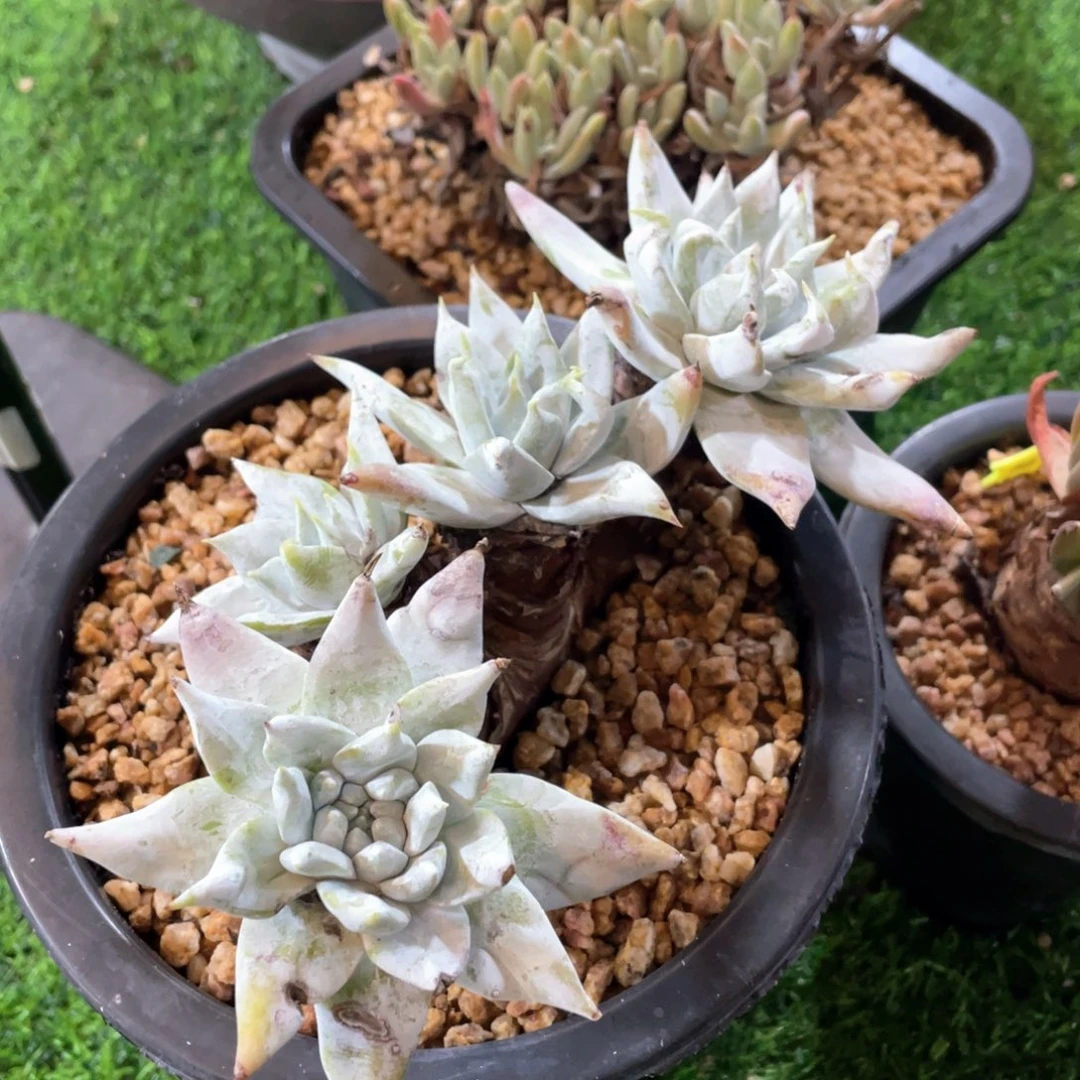 牡丹苹果叶杂粗桩福利