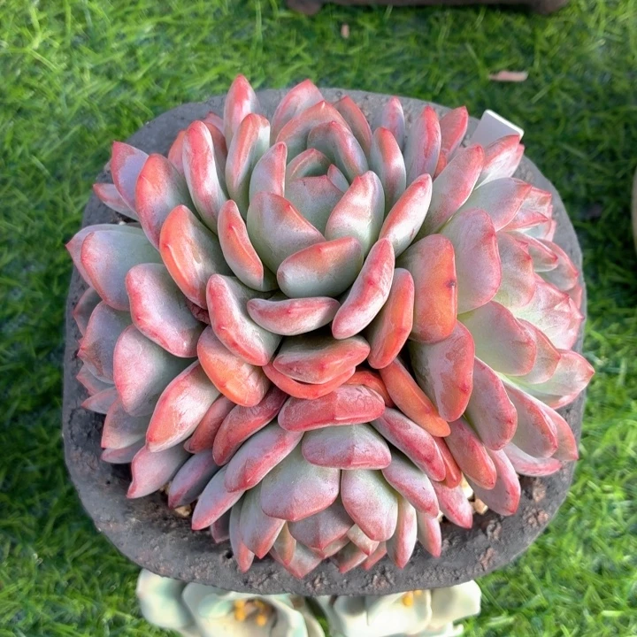 多肉植物 全明星-4