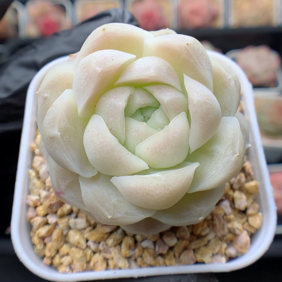 多肉植物。 白月影38