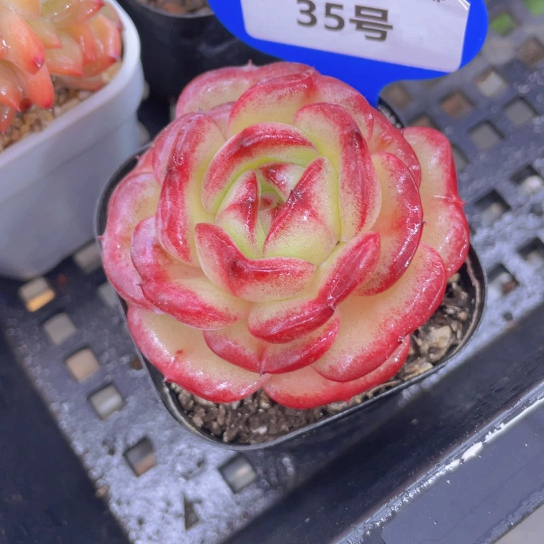 35号宽叶夜魔侠变异单头一个