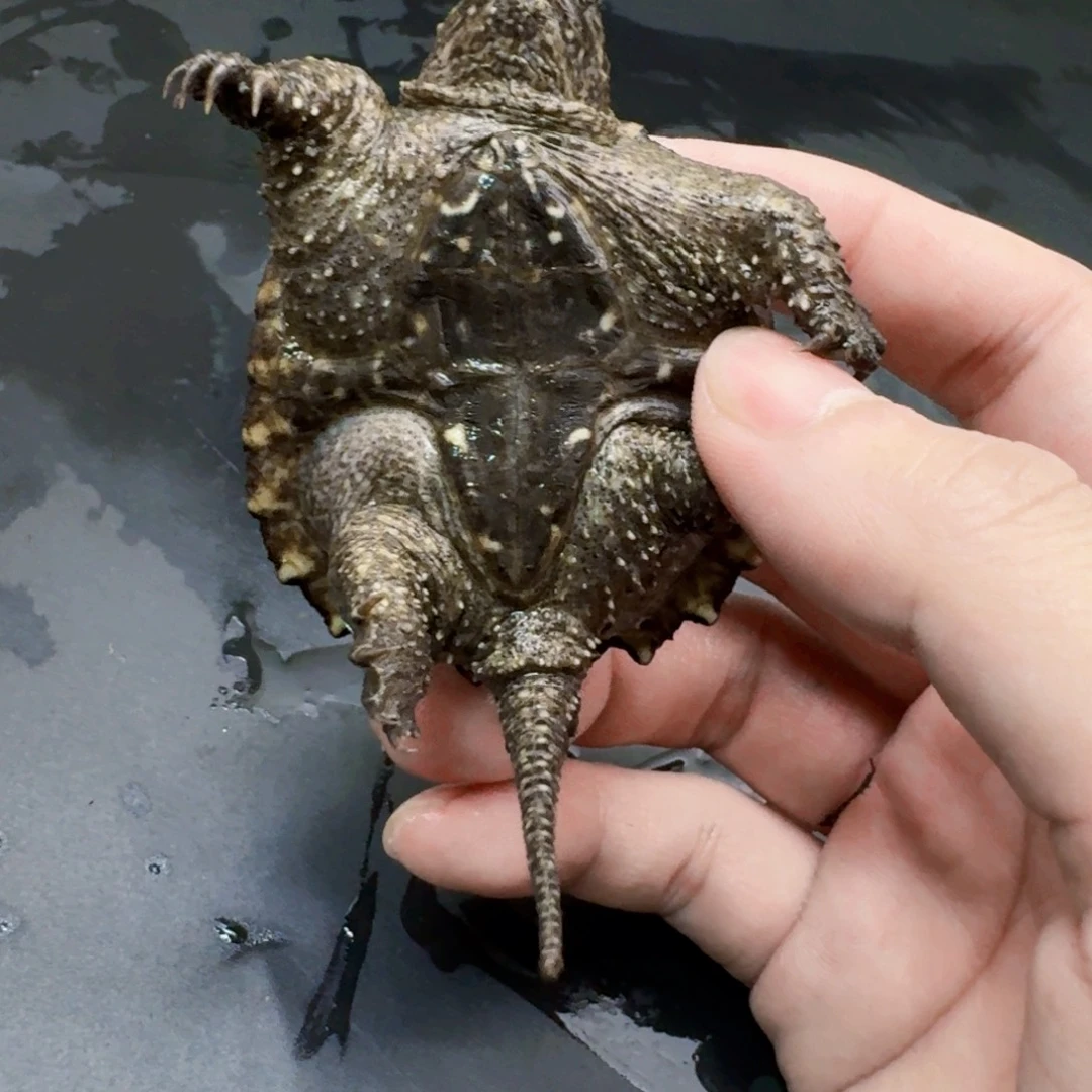 小鳄龟公母搭配44