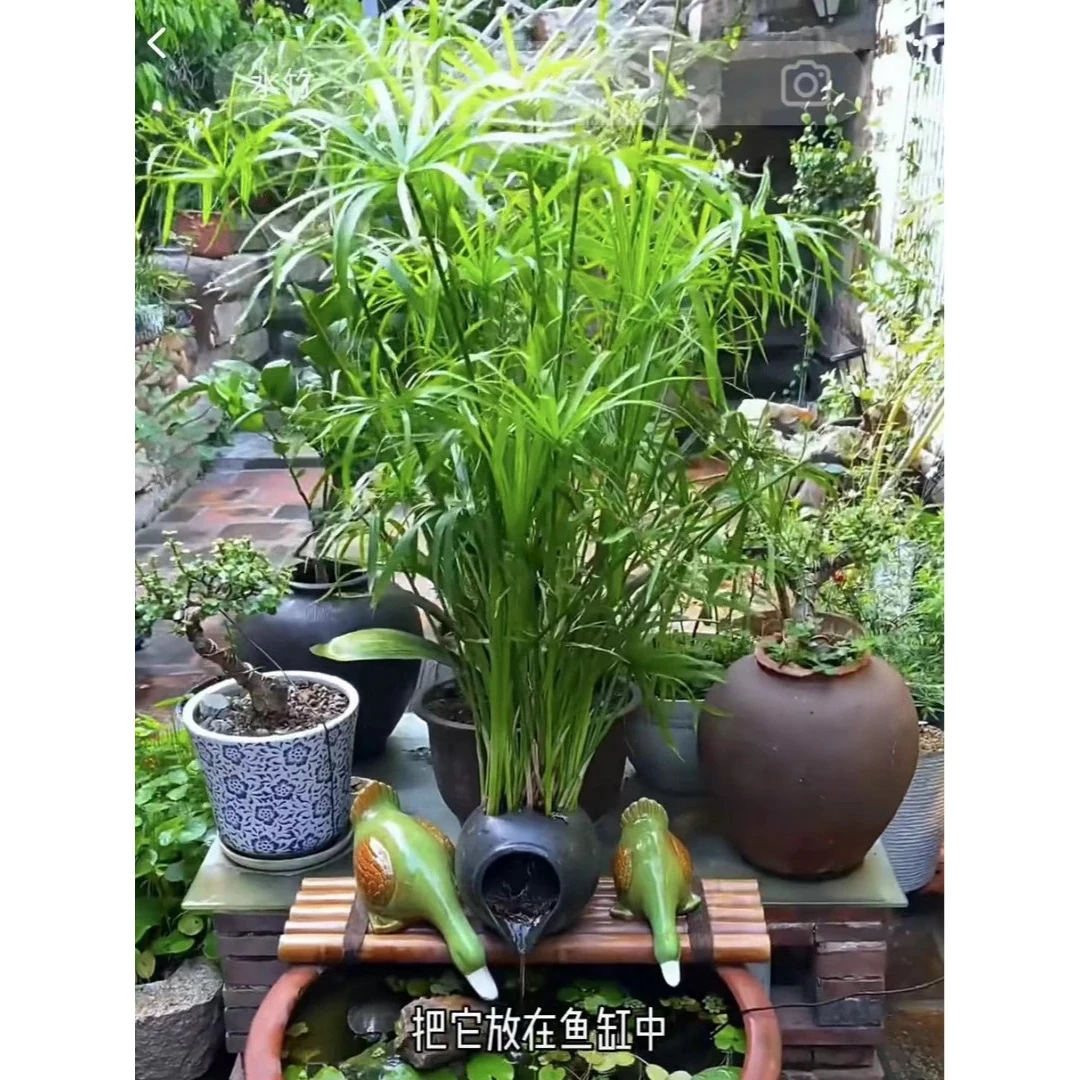 水竹风车草古法缸小森林植物盆栽禅意净水竹子盆栽造景旱伞养活庭