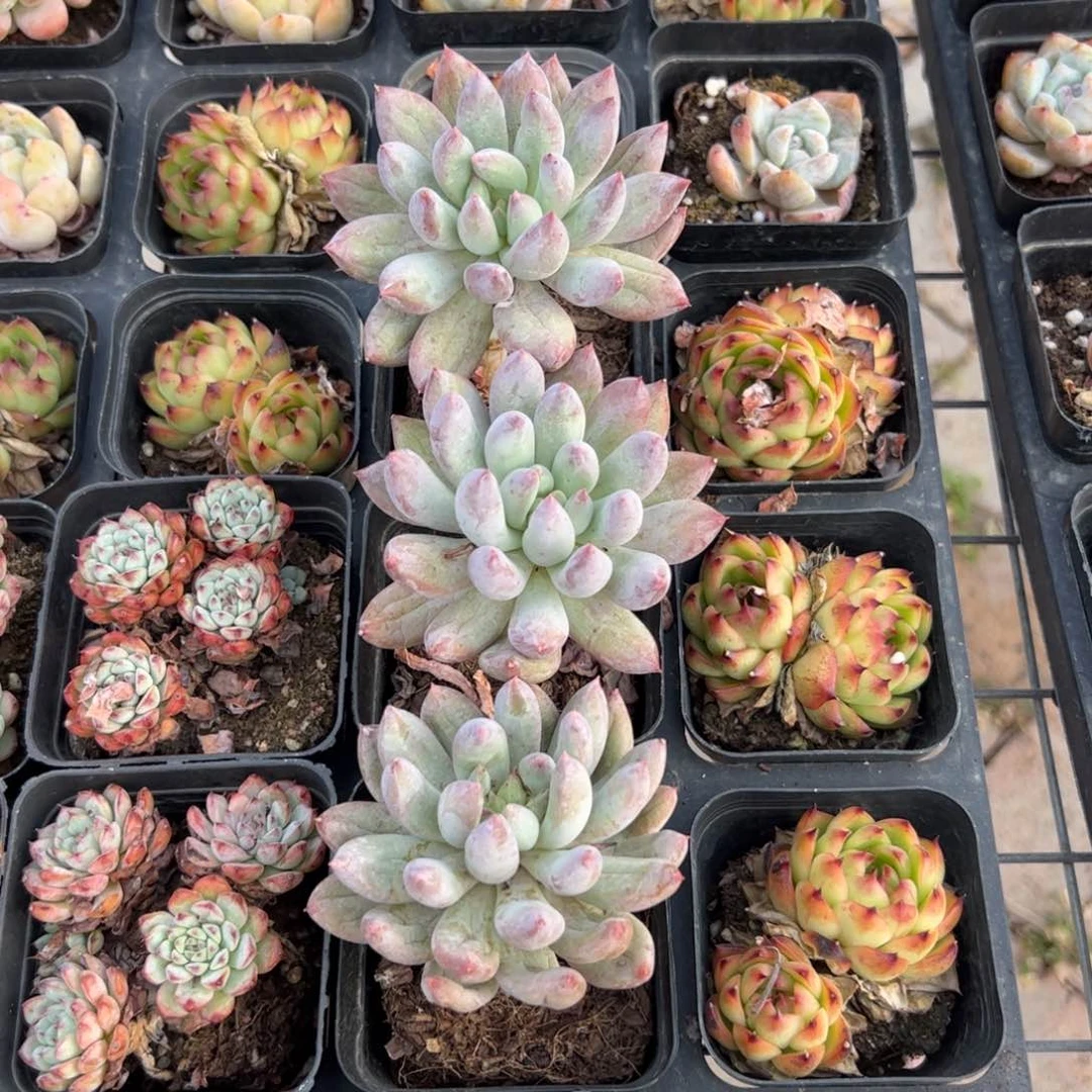 所罗门 满三单发货