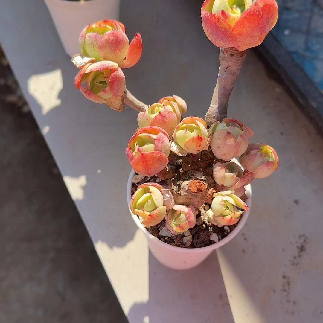 红***叶鸡蛋碧桃多肉植物一颗