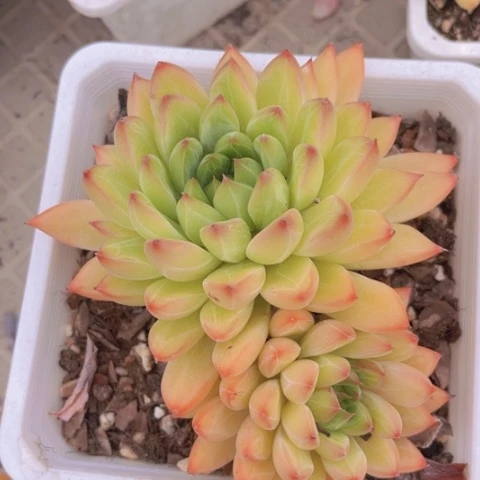 星际迷航2534多肉植物