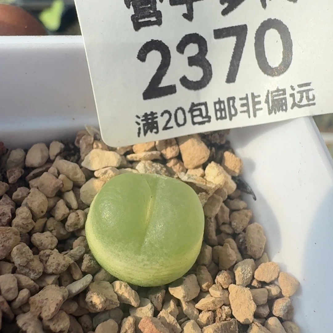拉登1.3带盆土1200