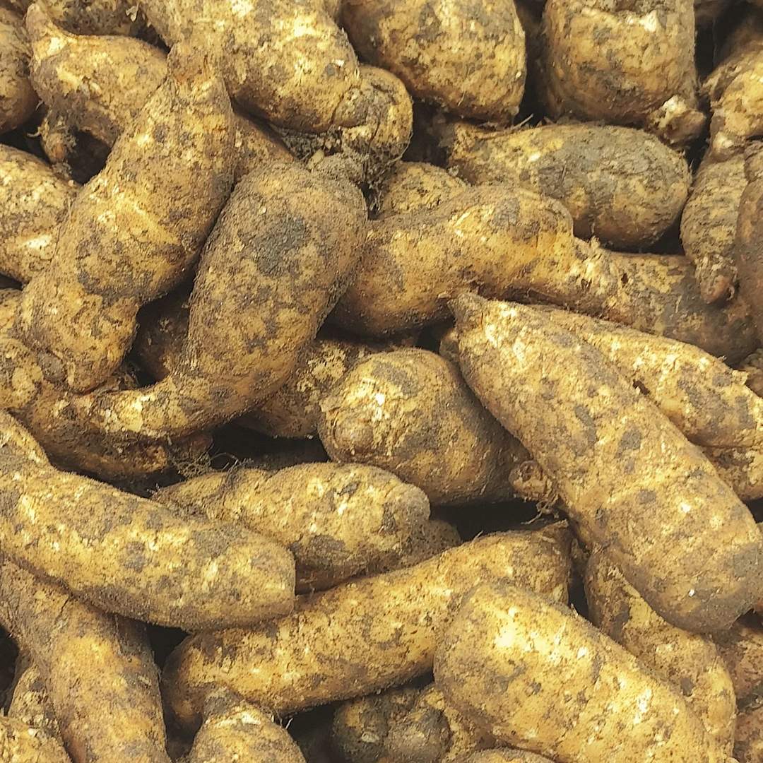 云南昭通小草坝新鲜高山天麻