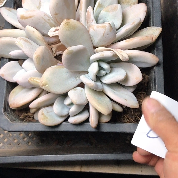 蒲*英2///////////////////