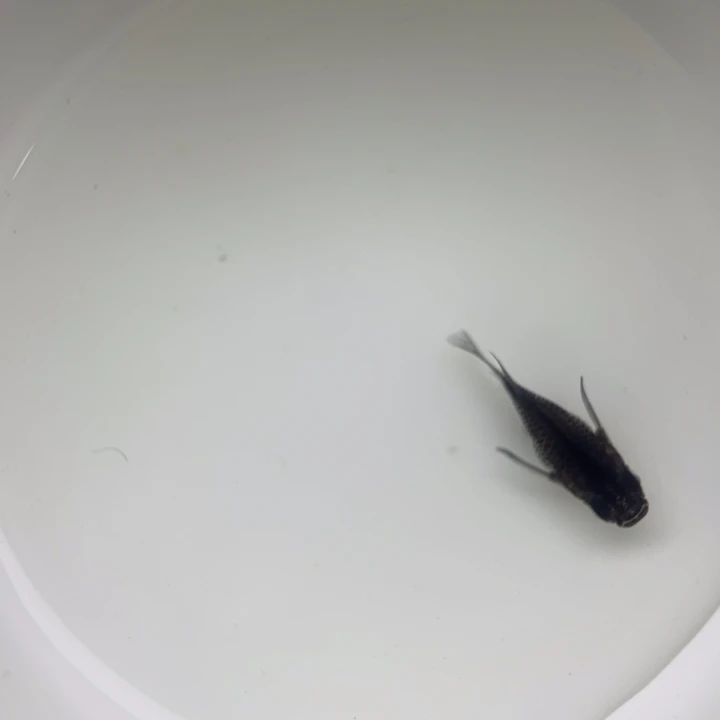 海水鱼发射球球80号