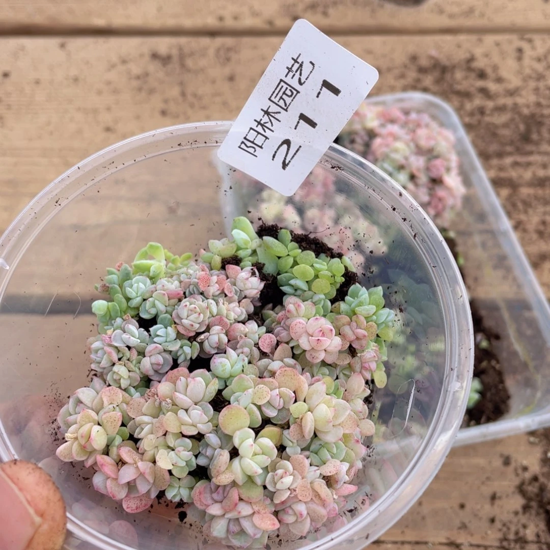 云**卷多肉植物多肉植物211