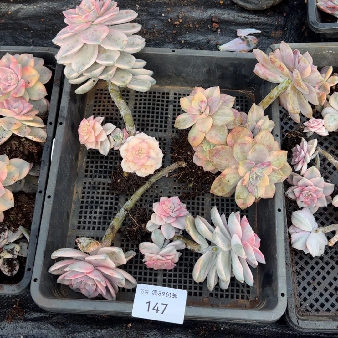 147紫乐锦老桩多肉植物
