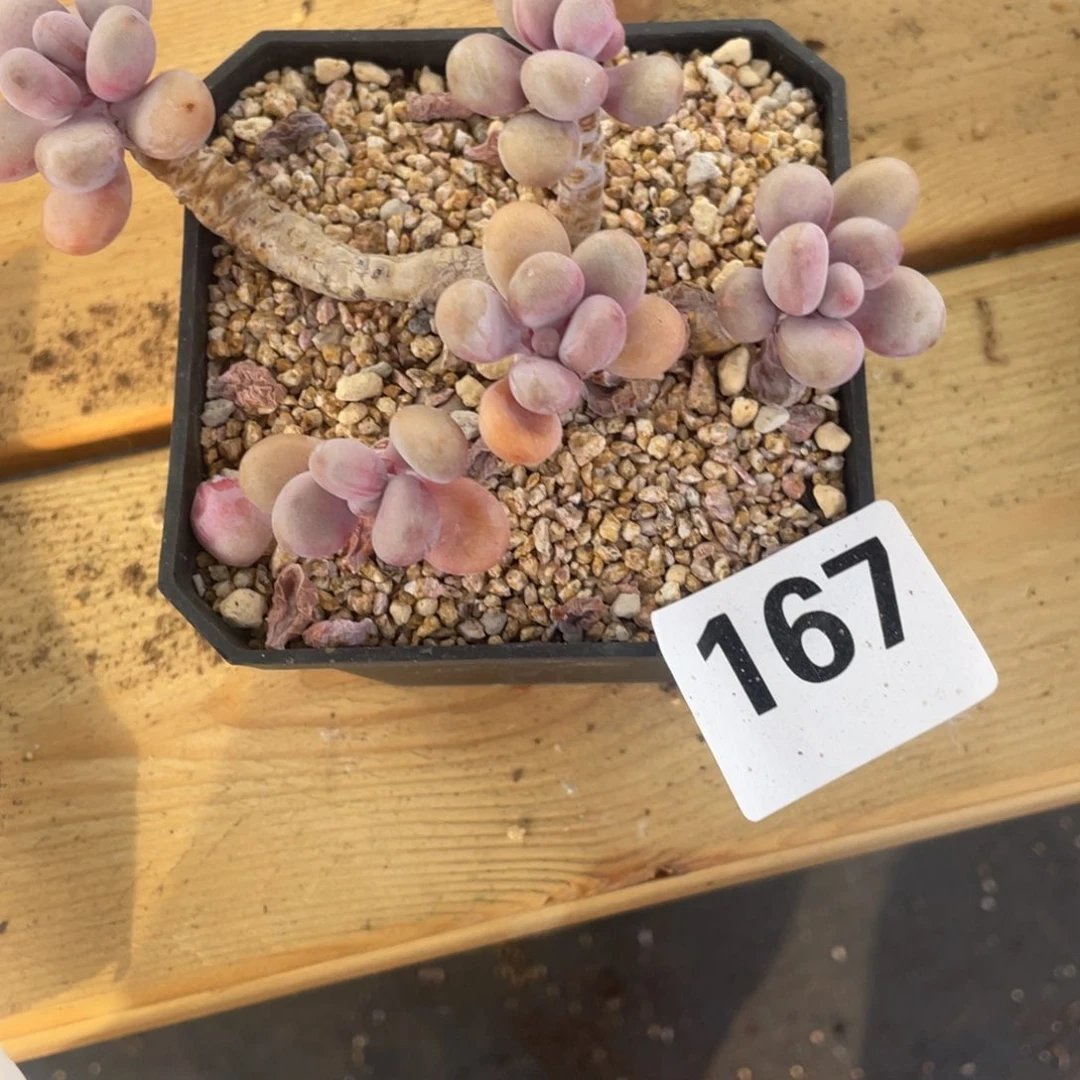 桃蛋五头老庄多肉