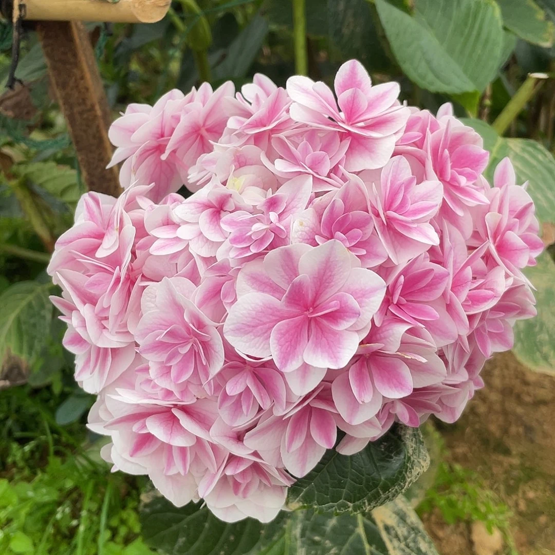 绣球切花一物一拍3枝起包邮，130