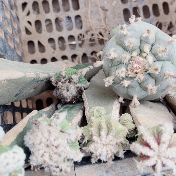 老花龙三角嫁接仙人球