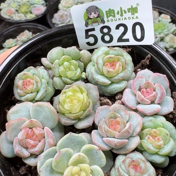 多肉植物多肉植物