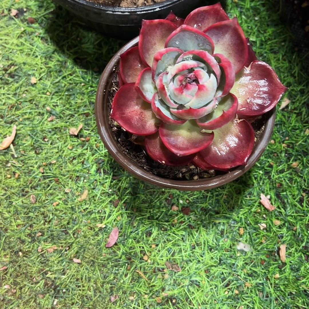 m****4惊鸿单头多肉植物