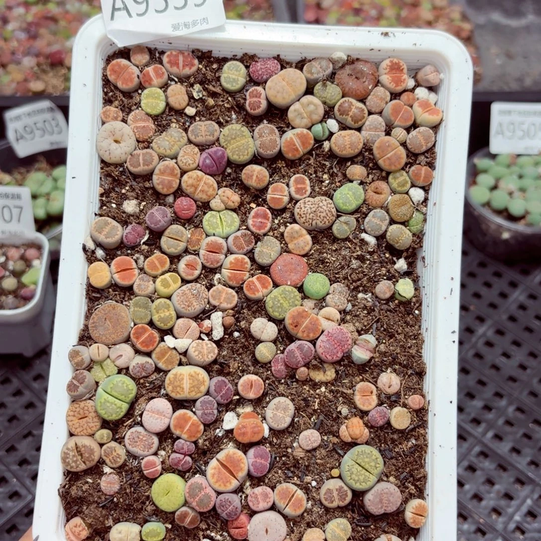 9339–—零下地区需拍保温箱