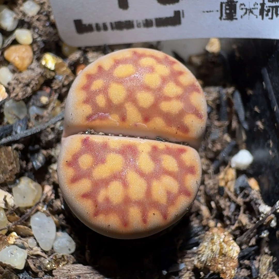 zzz生石花肉锥1345