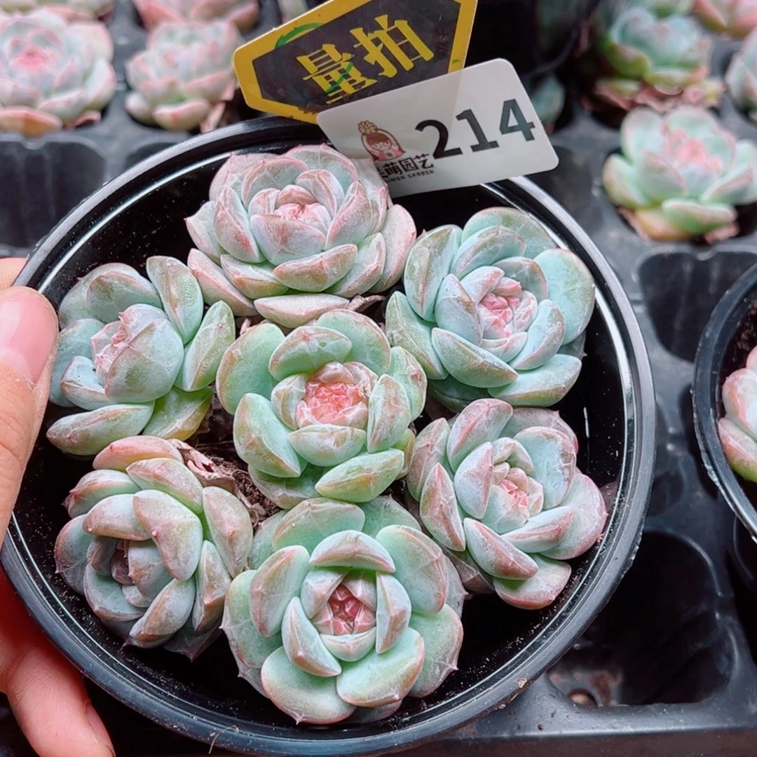 多肉植物多肉植物