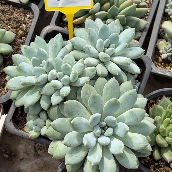 多肉植物奶糖群915