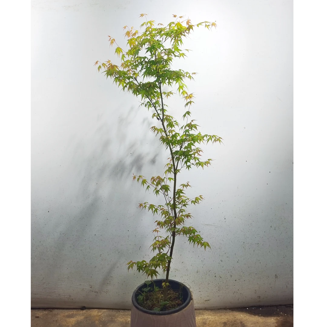 庭院客厅装饰植物黄金枫三季盆栽风景树造景红叶枫树别墅绿化