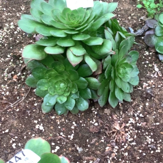 多肉植物雨荷148