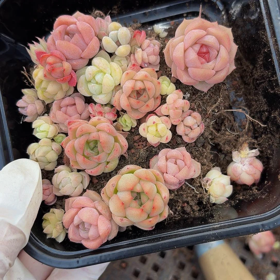 小*点多肉植物多肉植物171