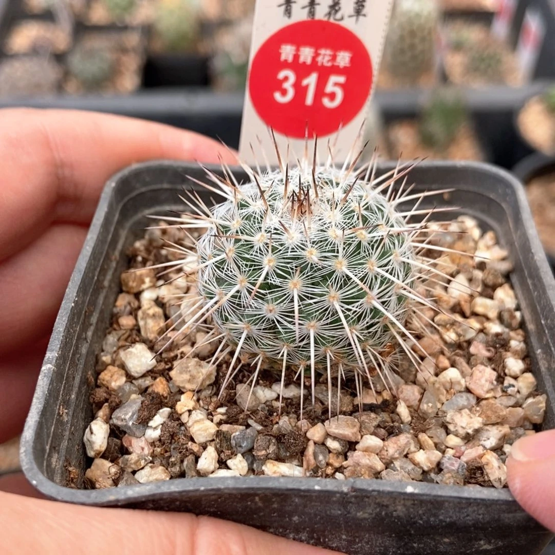 实生特选长刺白王丸3.1cm