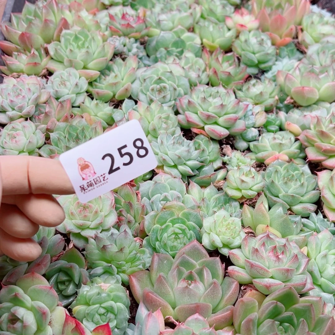 我***逗多肉植物多肉植物