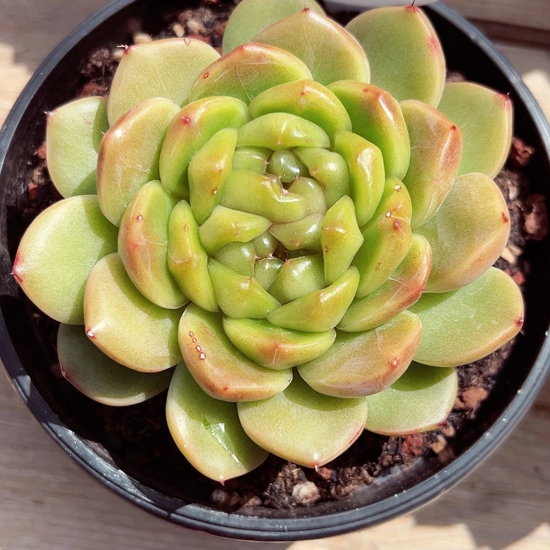 0923-71蓝水鬼特殊