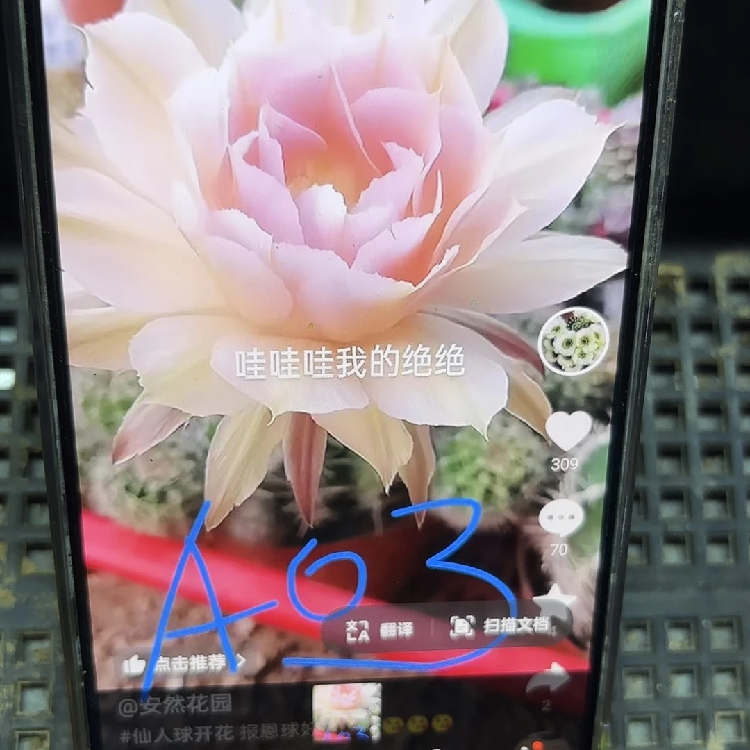 A03彩4-5公分侧牙20包邮仙人球28