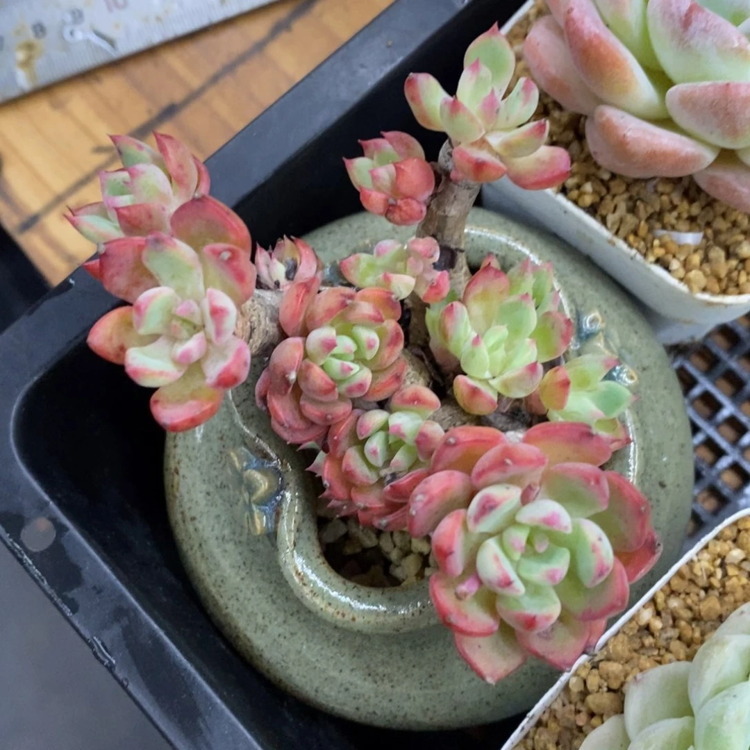 精品多肉一物一拍不包整261