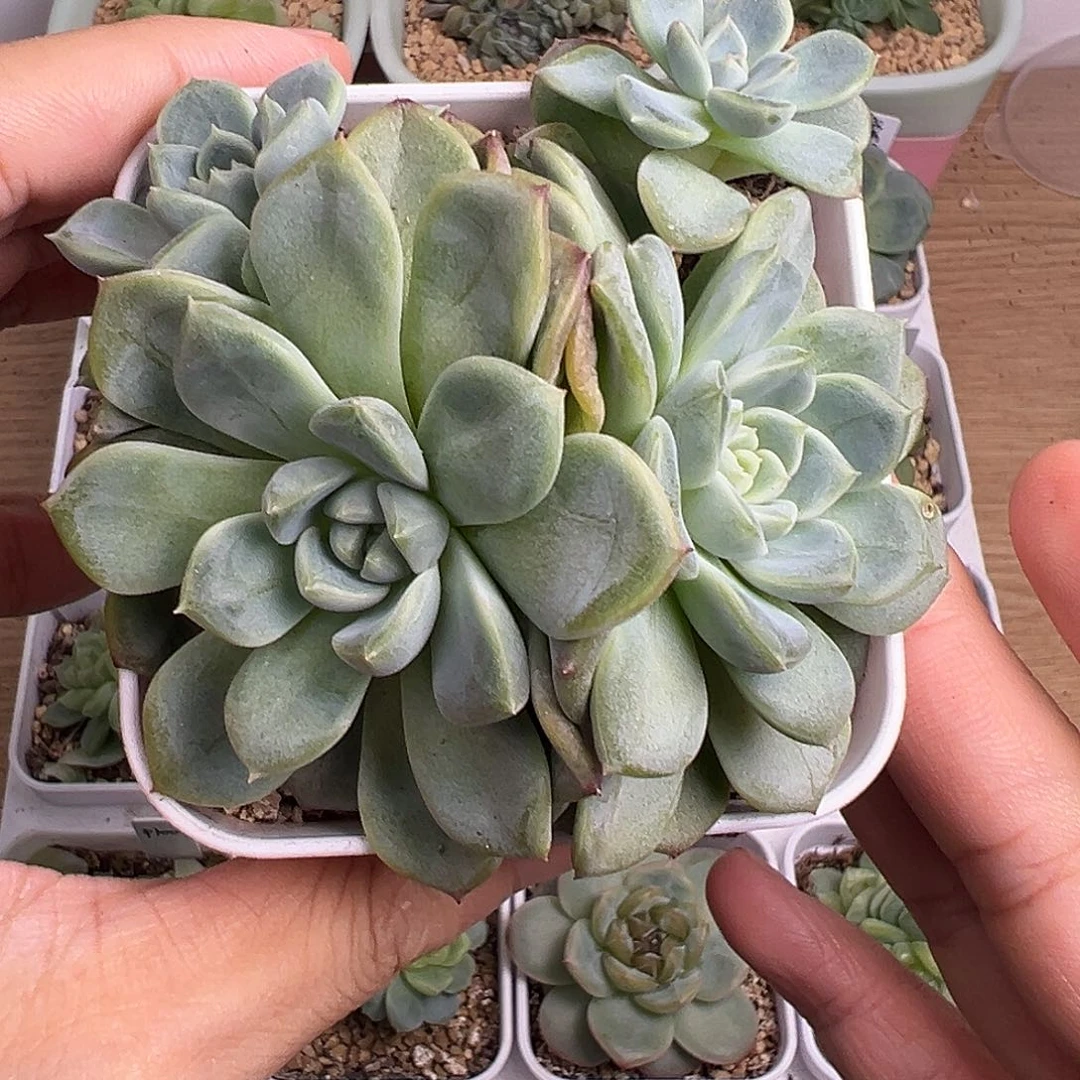 甜心 不知道品种。