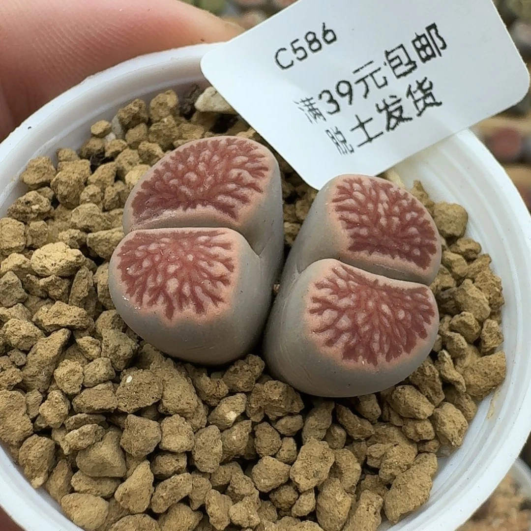 586多肉哈哈哈哈哈哈哈哈
