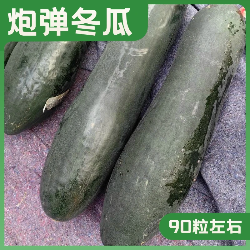 炮弹型黑皮大冬瓜种子甄选高产抗病冬瓜种籽全国春季家庭菜园种植