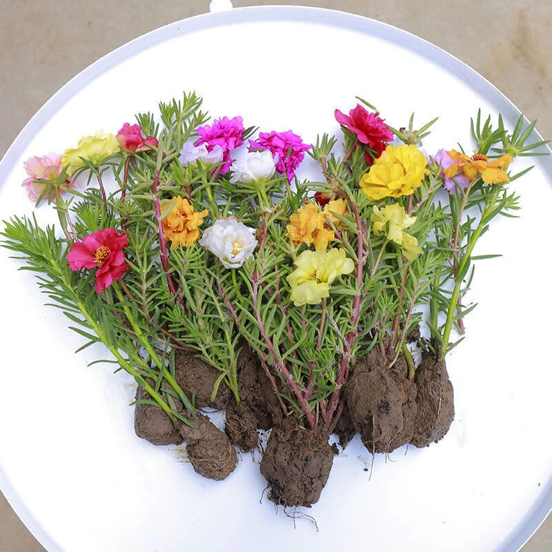 太阳花苗混色重瓣花期内带花苞四季开花阳台盆栽花卉绿植物室外庭