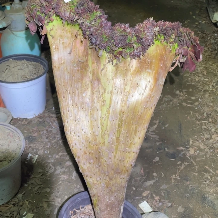 595号铜壶缀法师多肉