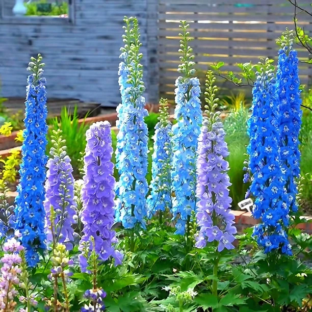 大花飞燕草花种子小花重瓣北极光四季开花庭院 گۈل ئۇرۇقى