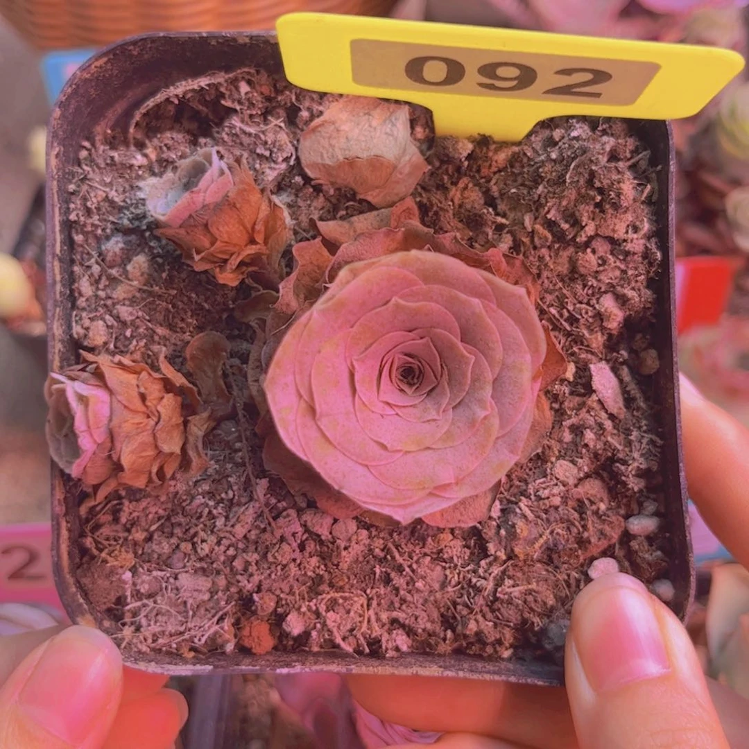 092山地玫瑰紫色