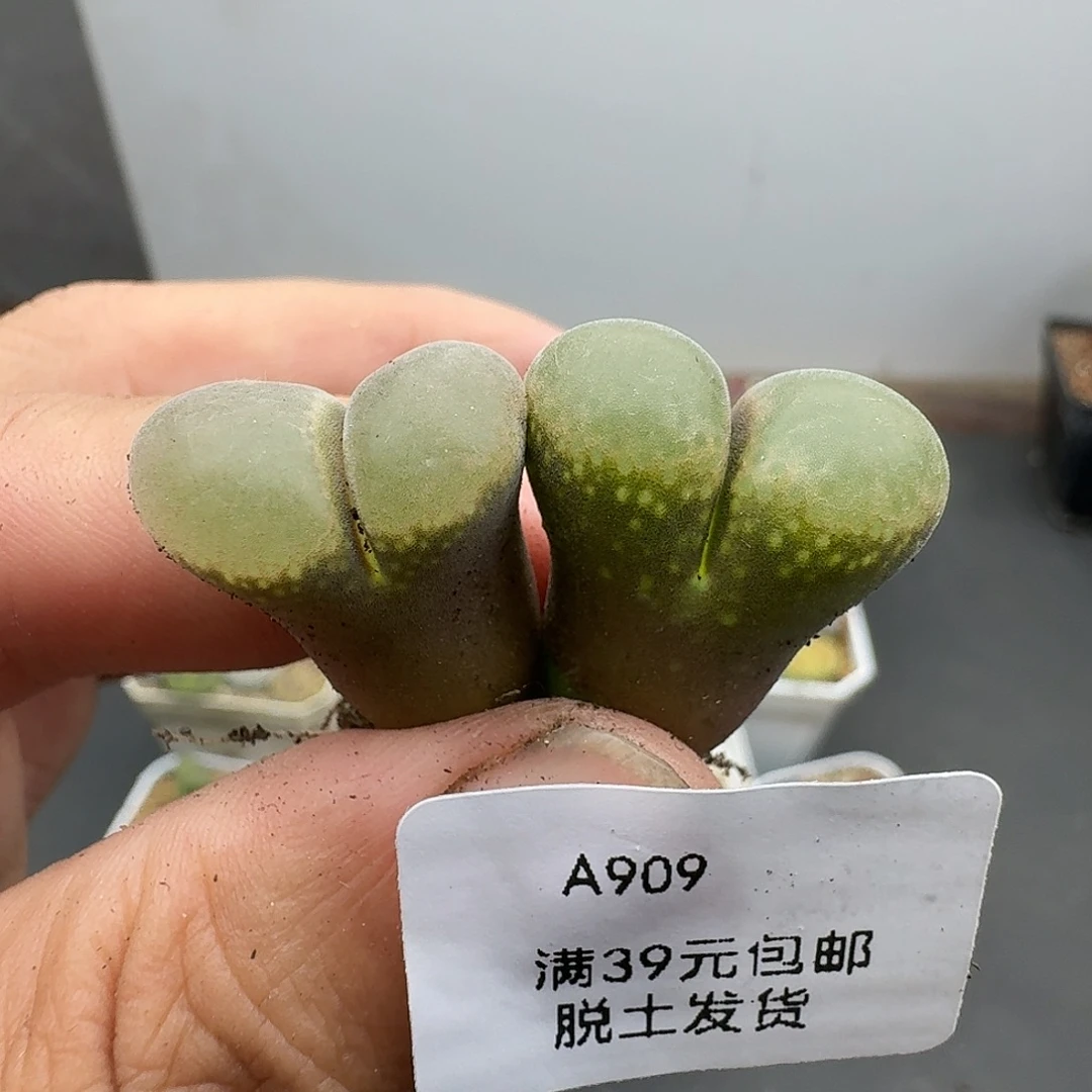 909多肉哈哈哈哈哈哈哈