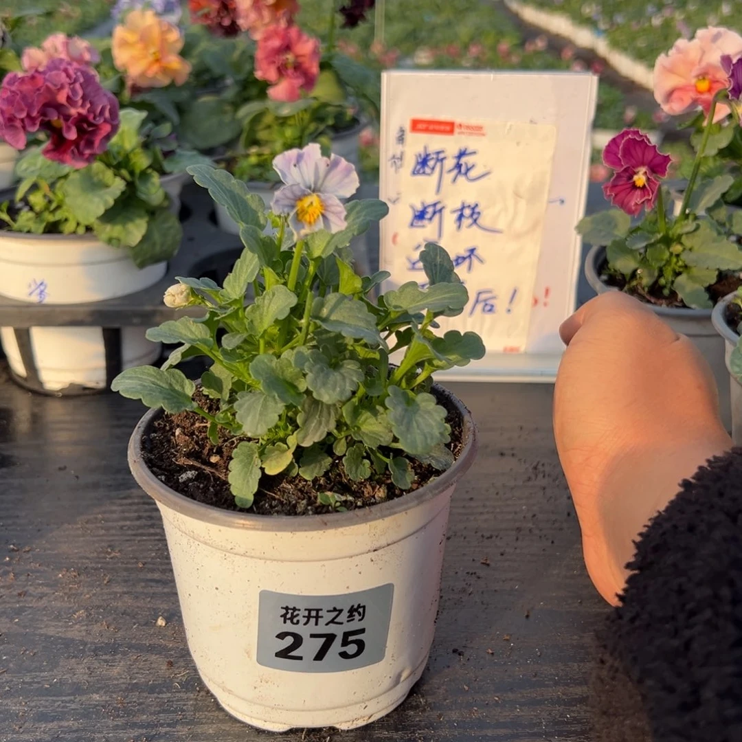 少量花朵（建议范围：2朵-5朵 或40%以下）275号